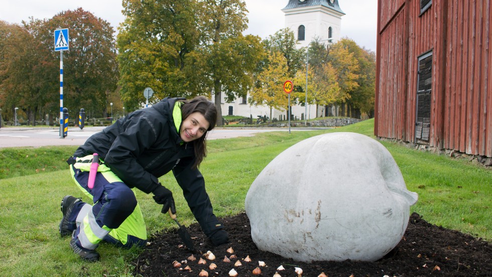 Just nu är landskapsarkitekt Laura Bende upptagen med lökplantering på olika platser i Vingåkers kommun. 
