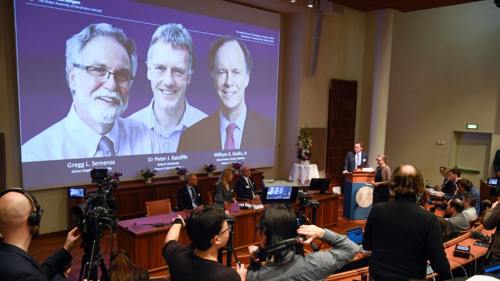 Nobelkommitténs ordförande Thomas Perlmann (th) presenterar Nobelpriset i fysiologi eller medicin som tilldelas William G. Kaelin, Jr Sir Peter J. Ratcliffe och Gregg L. Semenza.
