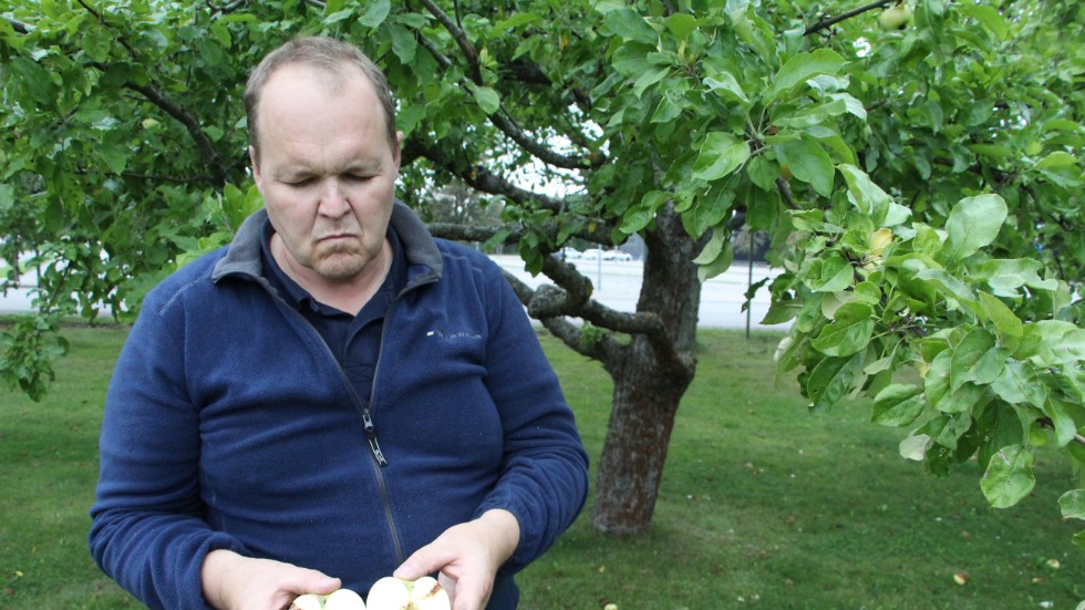 Krister Andersson hittar många angripna äpplen på Himmelstalunds utbildningscentrum.
