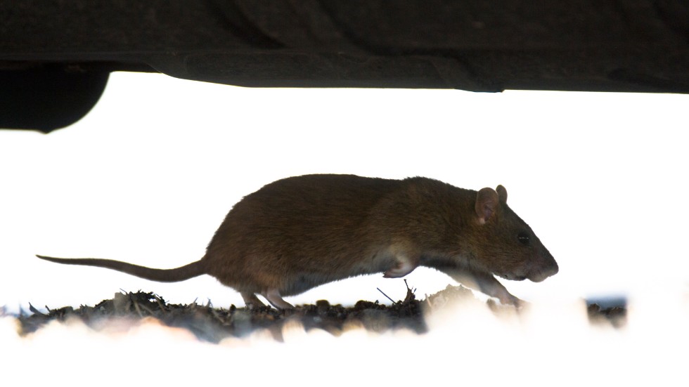 Den vanliga brunråttan blir 20–30 cm lång, utan svans. Råttorna gräver ut gångsystem där de bor och förvarar sin mat. Ett råttpar kan ge upphov till mellan 800 och 1 000 ungar per år. Källa: Anticimex