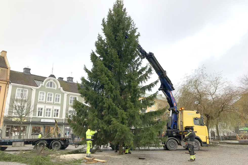 katrineholm julgran Kommunen efterlyser den perfekta julgranen – Kkuriren