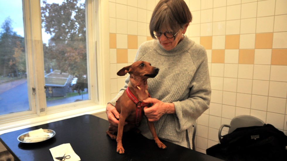 Under tisdagen togs rören på Cissa hals bort hos veterinären. 