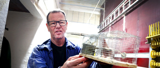 Skärpta EU-regler gör råttbekämpning dyrare