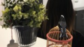 Misstänkt stalker sitter häktad