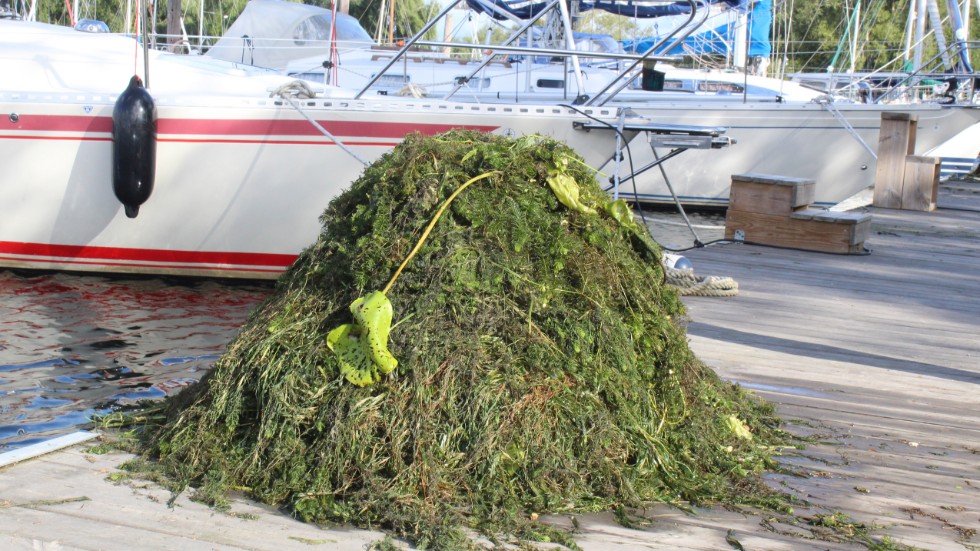 Växter och vattenpest som sprider sig har blivit ett stort problem i farleden in till Linköpings småbåtshamn. 