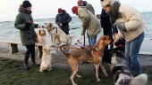 Hundarna blir fler och fler på Gotland