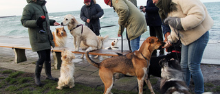Hundarna blir fler och fler på Gotland