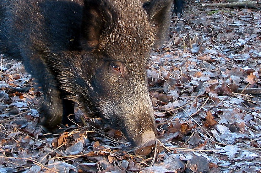 Färre vildsvin har fällts det senaste jaktåret i Uppsala län.