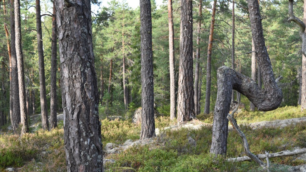 30 hektar skogsmark väntas bli naturreservat strax utanför Karlstorp.
