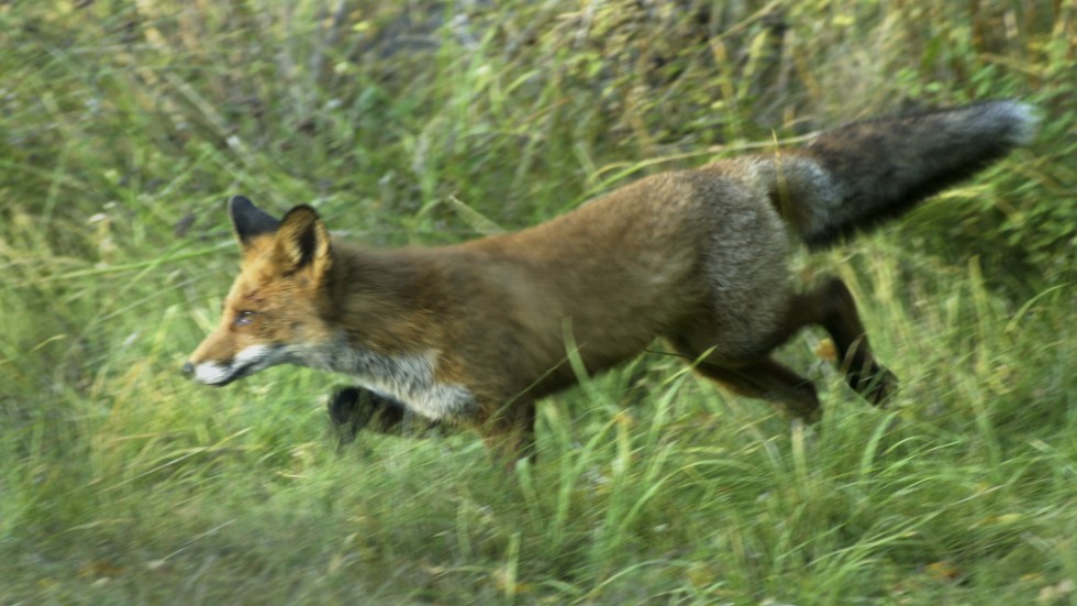 Allt fler orädda, friska rävar har den senaste tiden setts inne i centrala Västervik. En orsak kan vara att folk matar dem, vilket enligt experter är helt förkastligt.