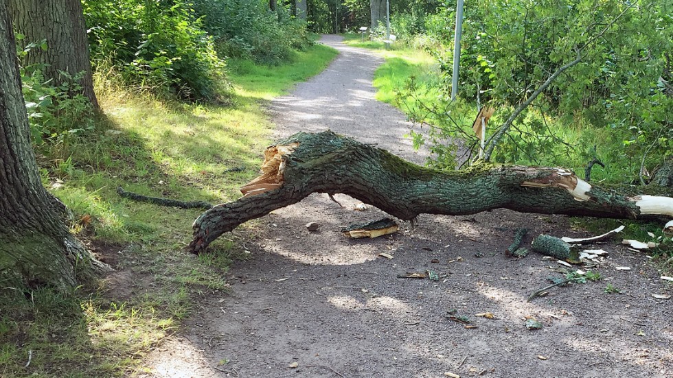 Den stora grenen rasade ner rakt över spåret i samband med ovädret i början av september.