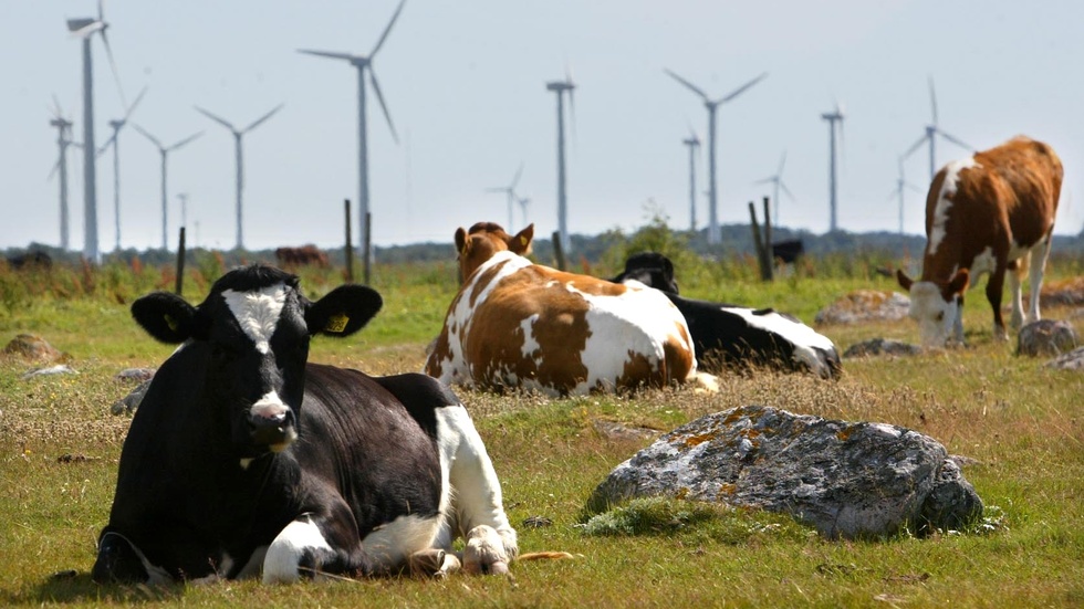 Vindkraftverk samsas inte alltid med  djur och natur.