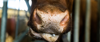 Dräktig ko slaktades – djurhållare anmäls
