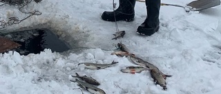 Olagligt fiske under isen avslöjats