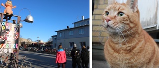 Katten som har blivit studenternas favorit