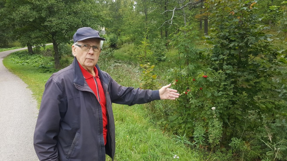 Gunnar Thollander från Söderfors Hembygdsförening visar hur det ser ut vid den igenväxta kanalen i Engelska parken. Föreningen vill nu att ägaren Tierps kommun röjer och snyggar till i parken.