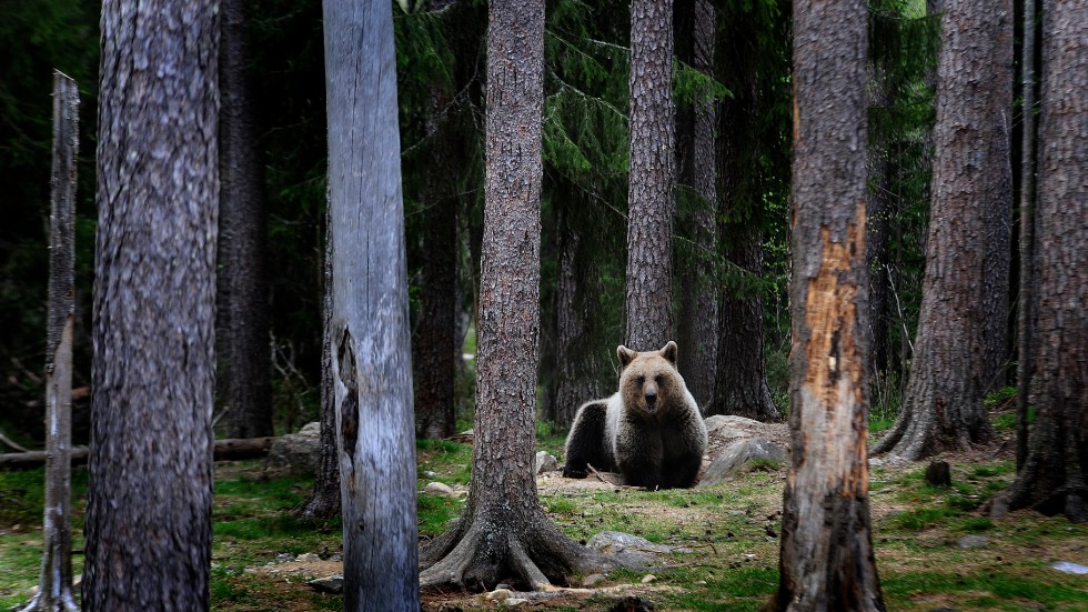 Licensjaktskvoten för att skjuta björn fylldes den 17 september. 