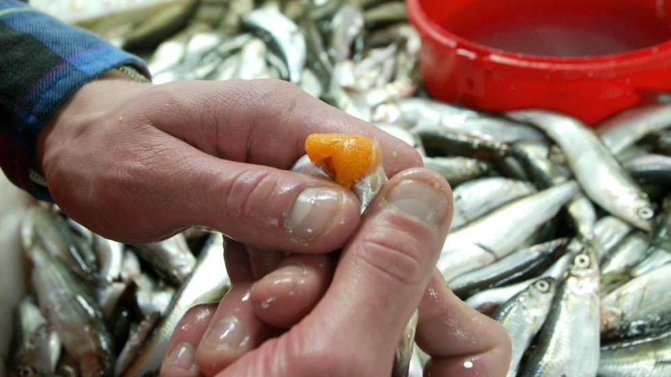 Löjfiske är guldvärt, så även ett fisketillstånd. Men regelverket för att ta över ett tillstånd är strikt. (Arkivbild)
