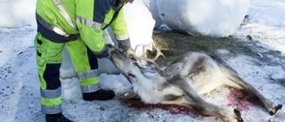 Skjutna renar hittade på Vitheden