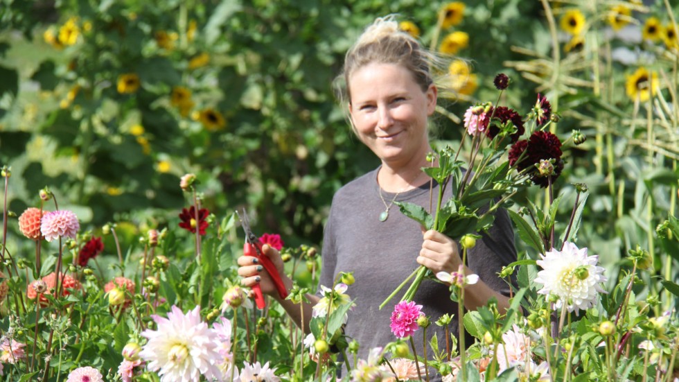 Hannah Dahlholm plockar dahlior inför Östgötadagarna. För henne som småföretagare har arrangemanget blivit allt viktigare med tanke på mängden besökare som lockas ut i skärgården.