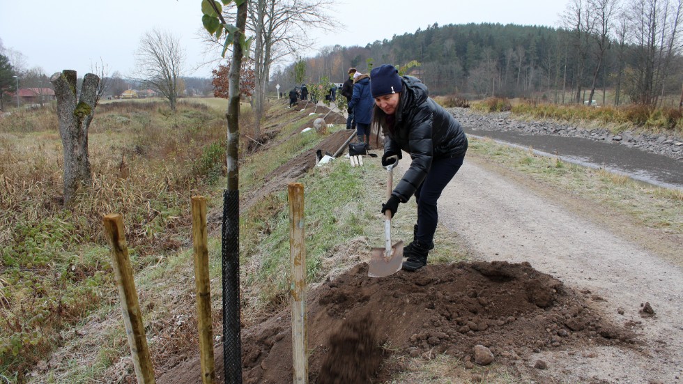 Svetlana Hallberg har planterat många träd när hon och hennes man bott utomlands, men det här är det första träd hon planterar i Sverige. "Det är roligt att det är en lind för det kopplar jag ihop med min barndom", säger hon.