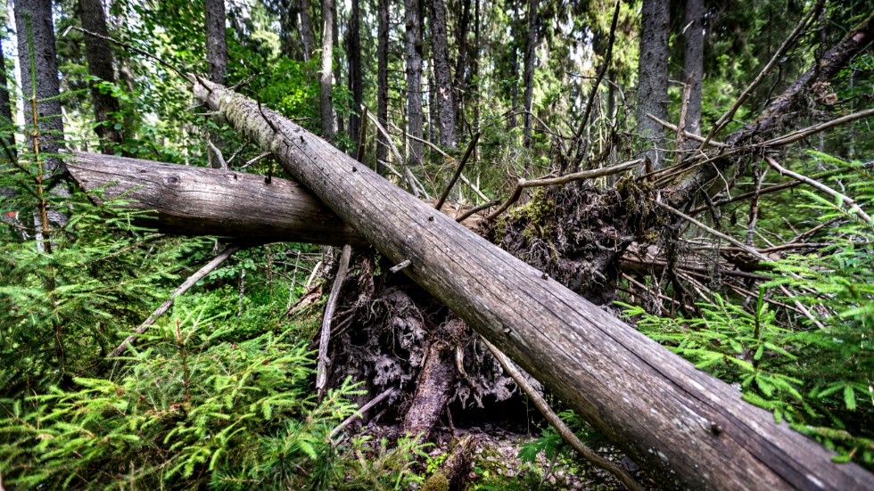 I samband med länsstyrelsens undersökning har skador av granbarkborren hittats på flera platser, bland annat i Fiby urskog.