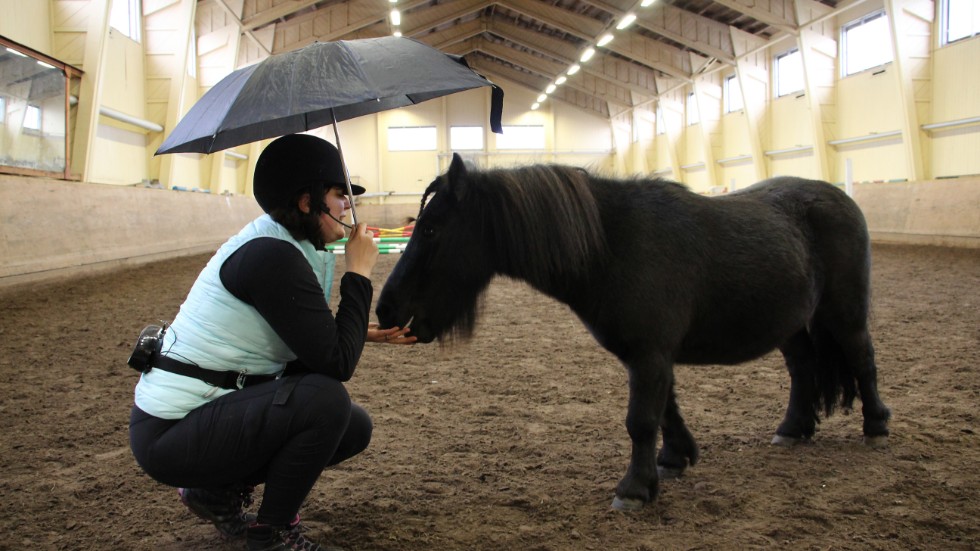 Hästagility var en av punkterna på jubileumsprogrammet. Många hästar är rädda för paraplyer, men Jenny Jansson får Trollet att gå in under det genom positiv förstärkning.