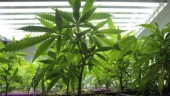 Man åtalas för att ha odlat cannabis