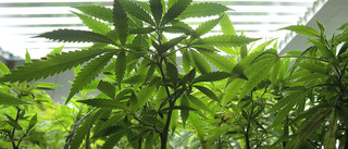 Man åtalas för att ha odlat cannabis