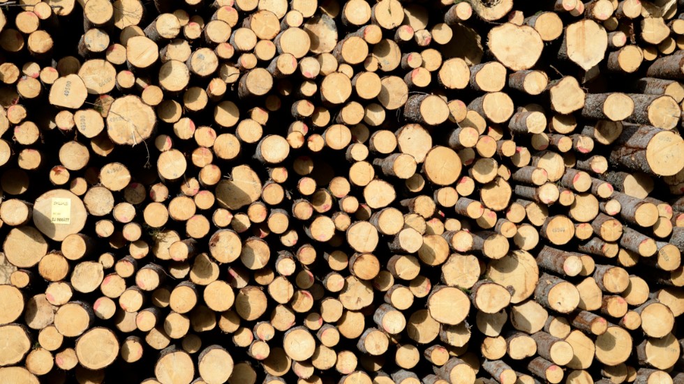 Höga virkespriser och stor efterfrågan på skogsbränsle har bidragit till Mellanskogs goda resultat.
