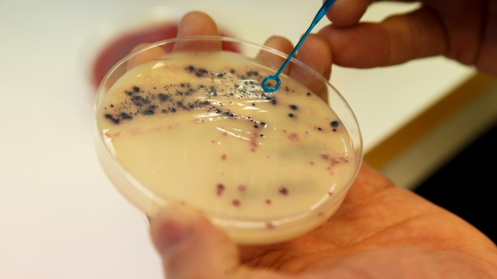 Antibiotikaresistenta bakterier testas i ett laboratorium. 