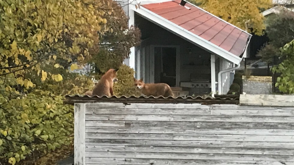 Två av rävarna som stryker omkring i Sunnersta. Den här bilden togs av en granne på Sunnerstavägen i mitten av oktober. 