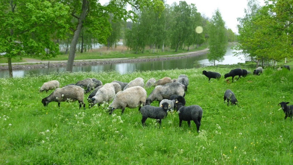 Lammen går ute hela sommaren, tillsammans i flock med sina mammor.