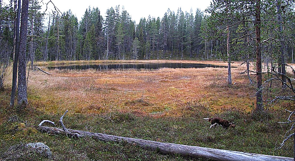 En tjärn i naturreservatet Teunok i Jokkmokk.