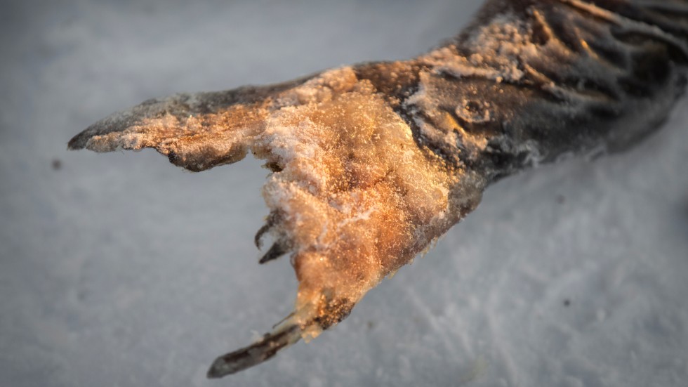 Laxen använder stjärtfenan för att gräva gropar för rommen. Då kan det bli så här illa.