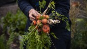 Medborgarförslag öppnar för stadsnära odling