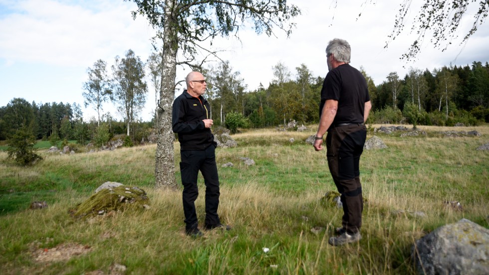 Djurhållaren Per Frännek och markägaren Jonny Pettersson ser ut över betesmarker, som snart kanske inte är betesmarker längre. De säger att om vargen fortsätter breda ut sig, så vågar de inte ha djur i hagen och då är alternativet att plantera skog istället.