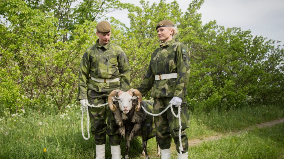 Gotlands regementes maskot – militärbaggen Harald V — medverkar även han under Garnisonens dag på lördag. 