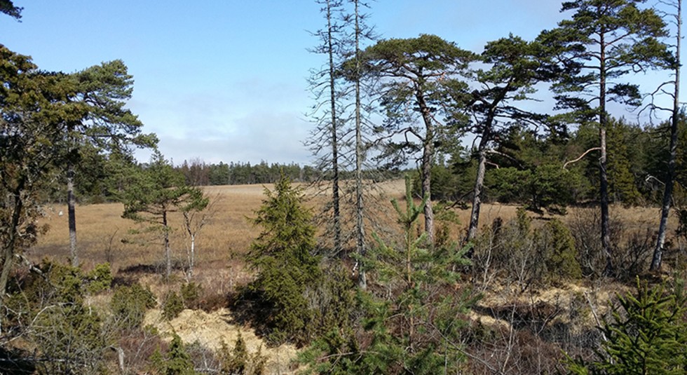 Ett större område med flera angränsande naturreservat på östra Gotland utökas nu med ytterligare ett reservat, Smaulmyrar i Alskog.