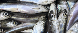 Razzia mot fiskföretag: 26 arbetare utvisas 