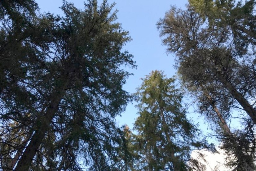 Under veteranskogsdagen kommer Sven-Göran Nilsson att visa hur det går till när träd från skogen sågas upp till brädor. 