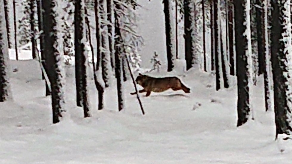 Det var en varg som Johny Nordsvan såg springa förbi stugan i Moskosel. DNA-svar visar att det är en hanne med finsk-ryskt ursprung. Vargen ska kallas Abmovaratj-vargen.