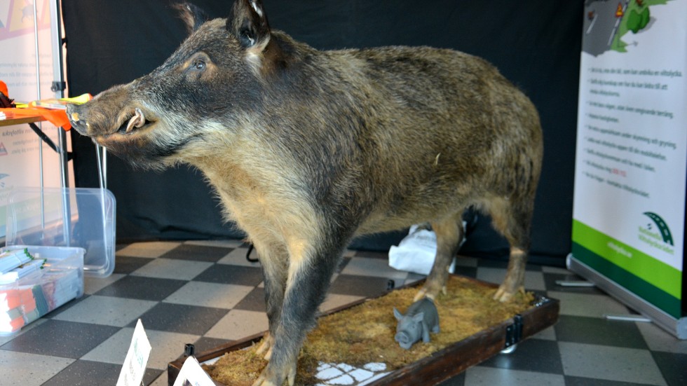 Den uppstoppade vildsvinsgalten vägde 175 kilo och ger en fingervisning om hur det kan gå om man kolliderar med ett så massivt djur.
