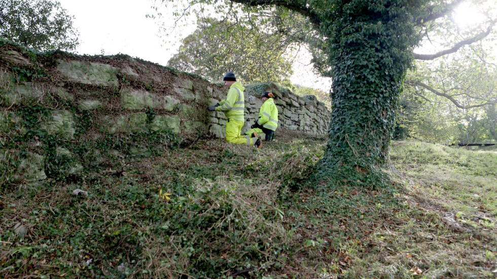 Jakob Högvall och Roger Eneqvist har flera hundra meter mur i Nordergravar där murgrönan ska tas bort. Arbetena görs av Region Gotland med bidrag från länsstyrelsen.