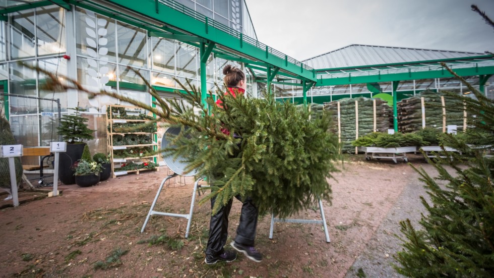 Stor efterfrågan på kravmärkta julgranar i år