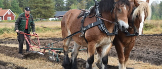 Hästarna utmanade varandra i plöjning