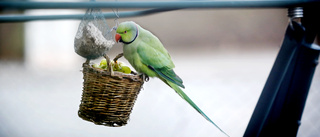Papegojan i sikte – ägaren vädjar om hjälp