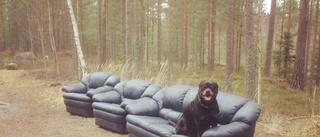 Hunden Sune Mangs hittade soffa i skogen