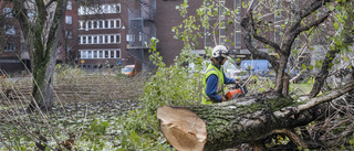Nu fälls träden inför bostadsbygget