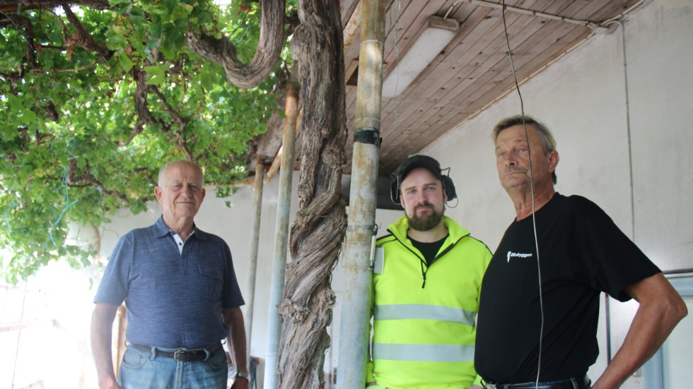 Alla tre hjälps åt att sköta den gamla vinstocken i Orangeriet vid Finspångs slott. Från vänster Hans-Peter Könemann, Jesper Zeilon och Tony Bengtsson.